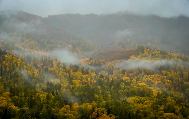 landscape-fog-tree-mist-no-person 图片素材