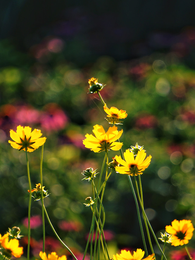 flower-nature-no-person-summer-yellow 图片素材