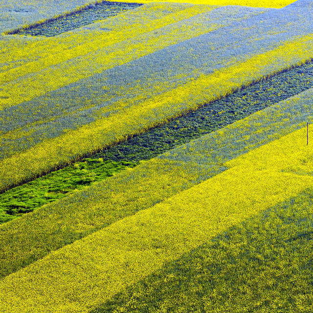 field-agriculture-landscape-nature-growth picture material