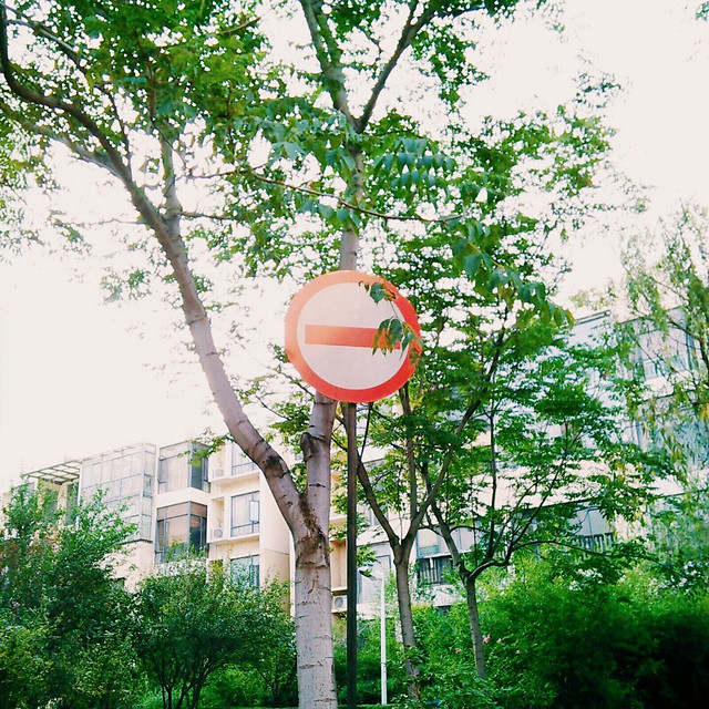 tree-street-travel-no-person-outdoors 图片素材