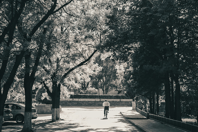 tree-monochrome-road-street-people picture material