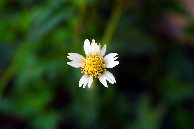 flower-flora-petal-daisy-no-person 图片素材