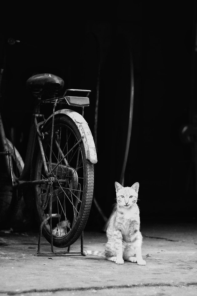 monochrome-street-bike-people-wheel 图片素材