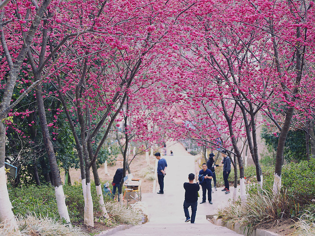 tree-flower-branch-landscape-cherry 图片素材