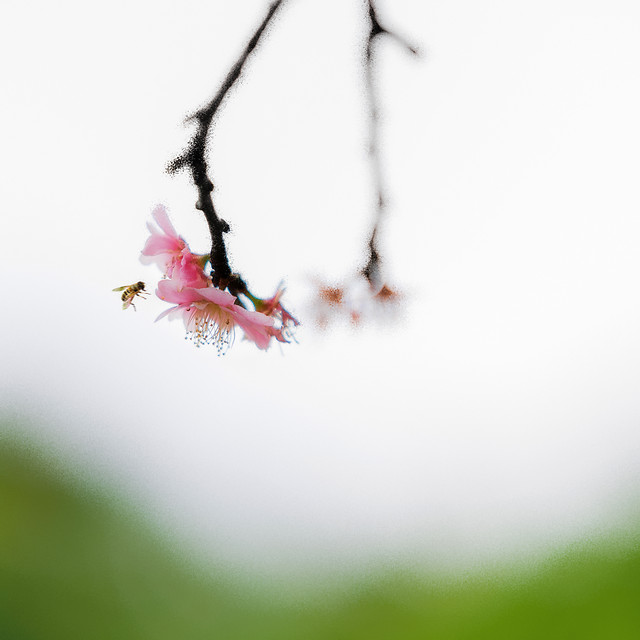 flower-dof-apple-nature-tree 图片素材