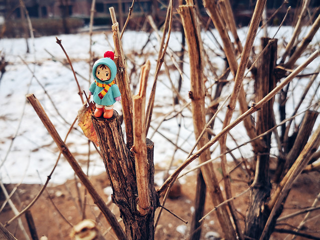 no-person-nature-outdoors-wood-tree 图片素材