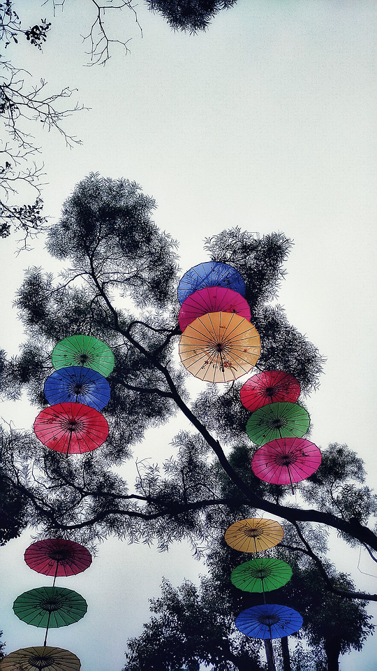 tree-sky-nature-no-person-color 图片素材