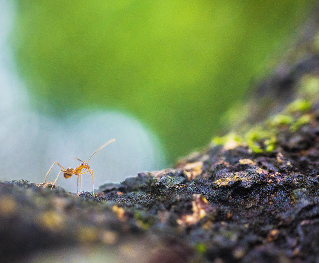 nature-insect-leaf-no-person-blur 图片素材