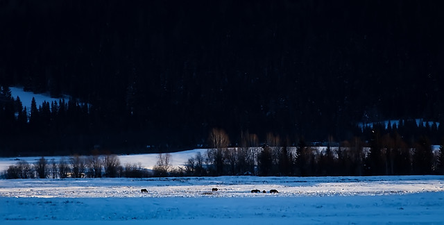 winter-snow-cold-ice-frozen picture material