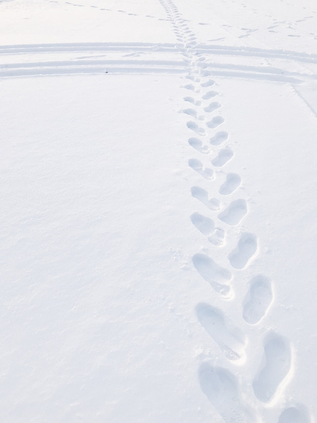 winter-snow-cold-frost-ice picture material