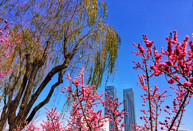 tree-branch-nature-park-season 图片素材