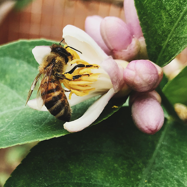 insect-bee-nature-honey-no-person picture material