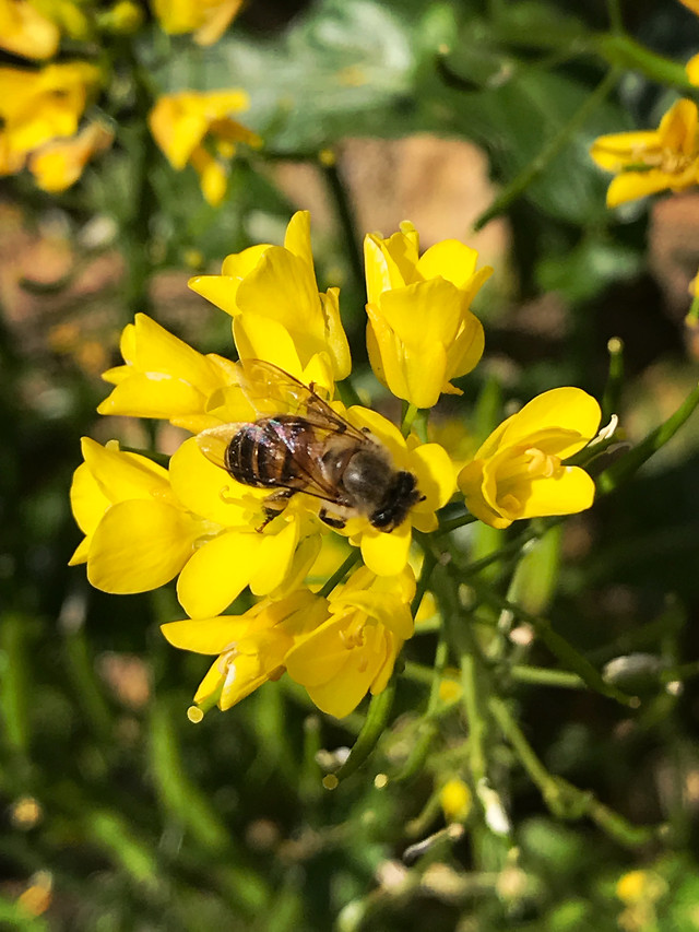 nature-bee-flower-insect-flora picture material