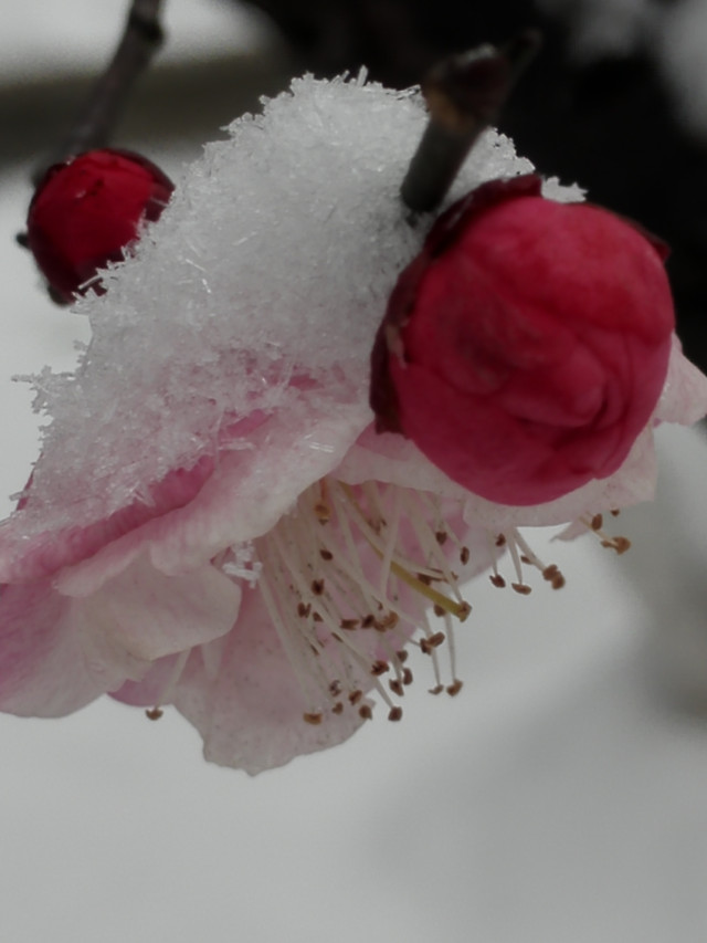 no-person-flower-cherry-winter-apple 图片素材