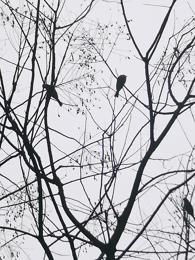 tree-no-person-branch-nature-winter 图片素材