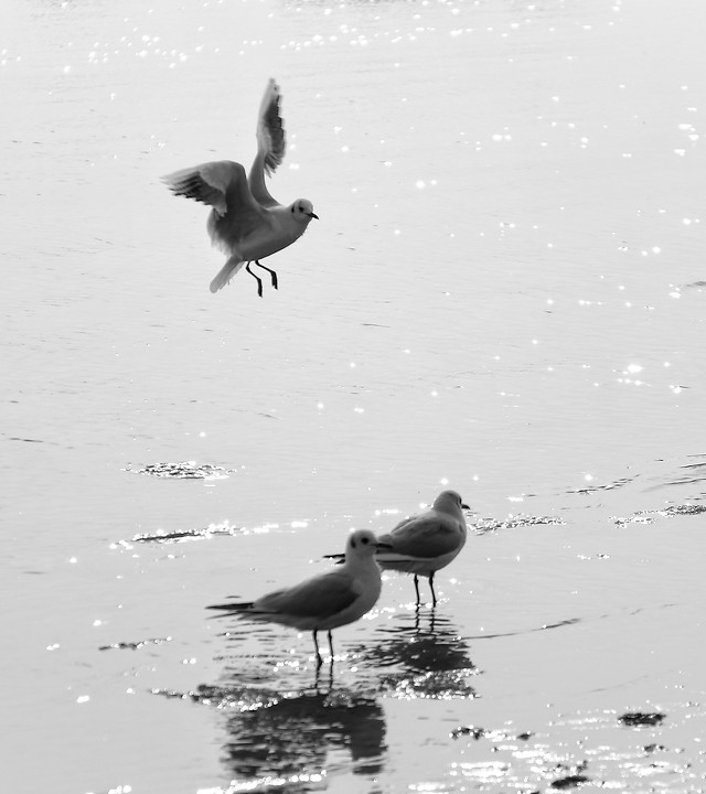 bird-no-person-wildlife-water-waterfowl 图片素材