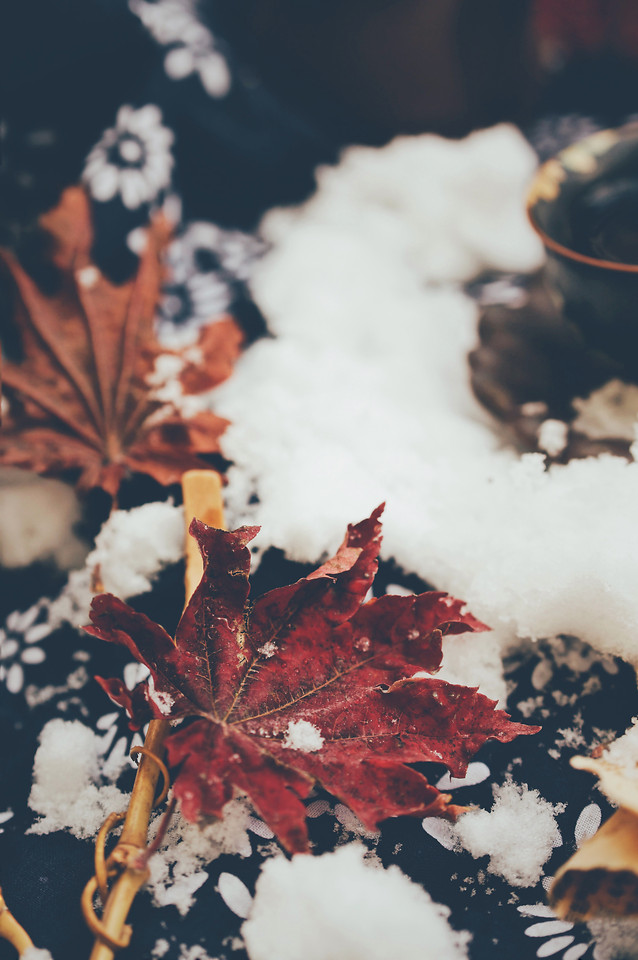 no-person-fall-leaf-tree-maple picture material