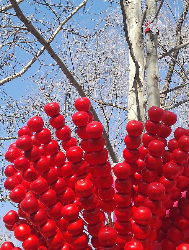 red-winter-tree-color-wood picture material