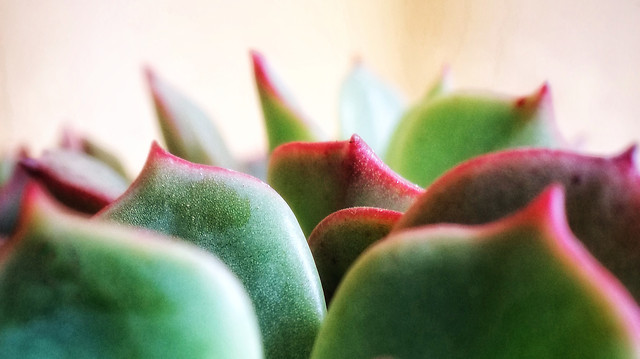 cactus-nature-no-person-color-flora 图片素材