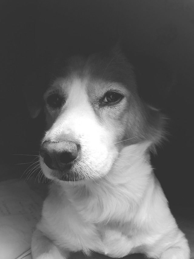 dog-canine-pet-cute-portrait 图片素材