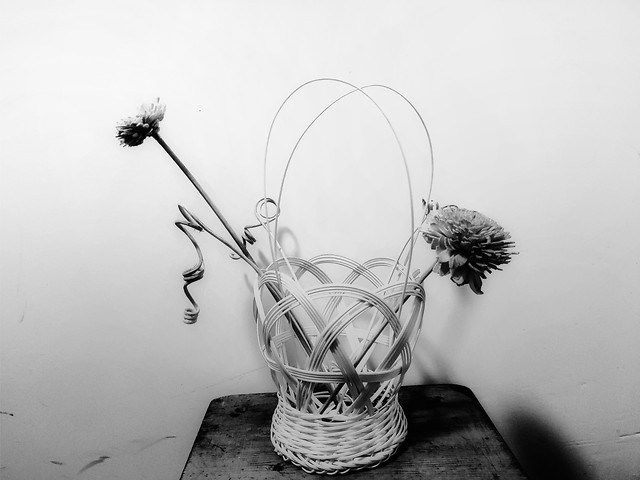 still-life-nature-no-person-flower-leaf 图片素材