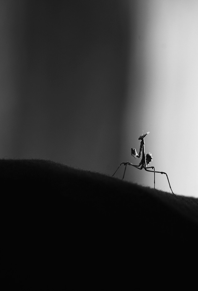 monochrome-silhouette-insect-black-people picture material