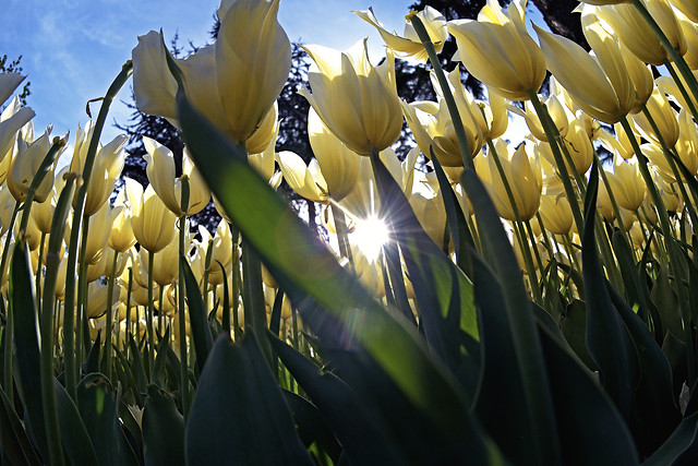 no-person-nature-leaf-flower-flora picture material