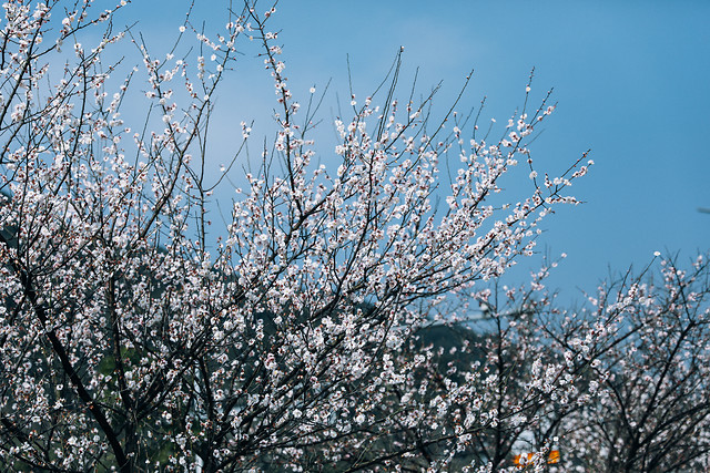 tree-branch-cherry-season-flower 图片素材