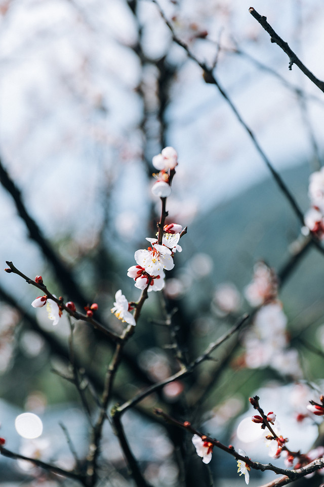branch-tree-winter-cherry-flower 图片素材
