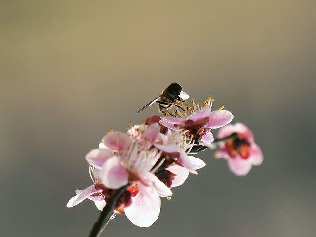 春天的故事 图片素材