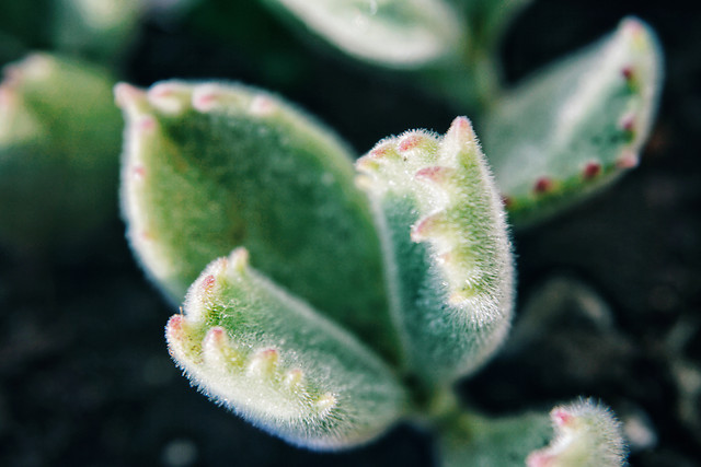 no-person-flower-cactus-nature-garden 图片素材