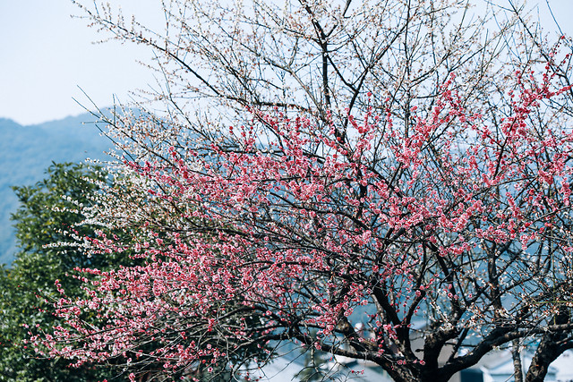 branch-tree-cherry-season-nature 图片素材