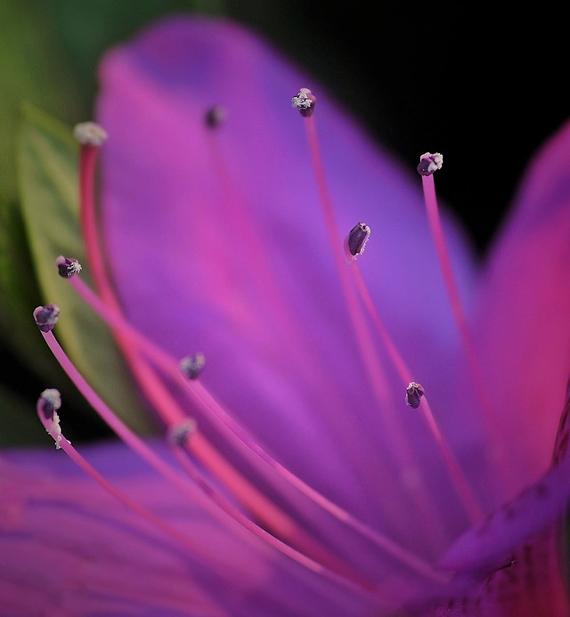 no-person-nature-flower-summer-color picture material