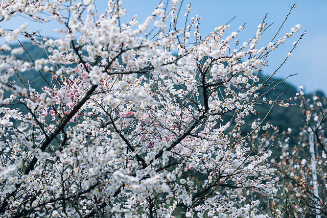cherry-tree-season-branch-flower 图片素材