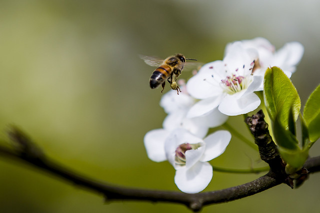 bee-insect-nature-flower-pollen 图片素材