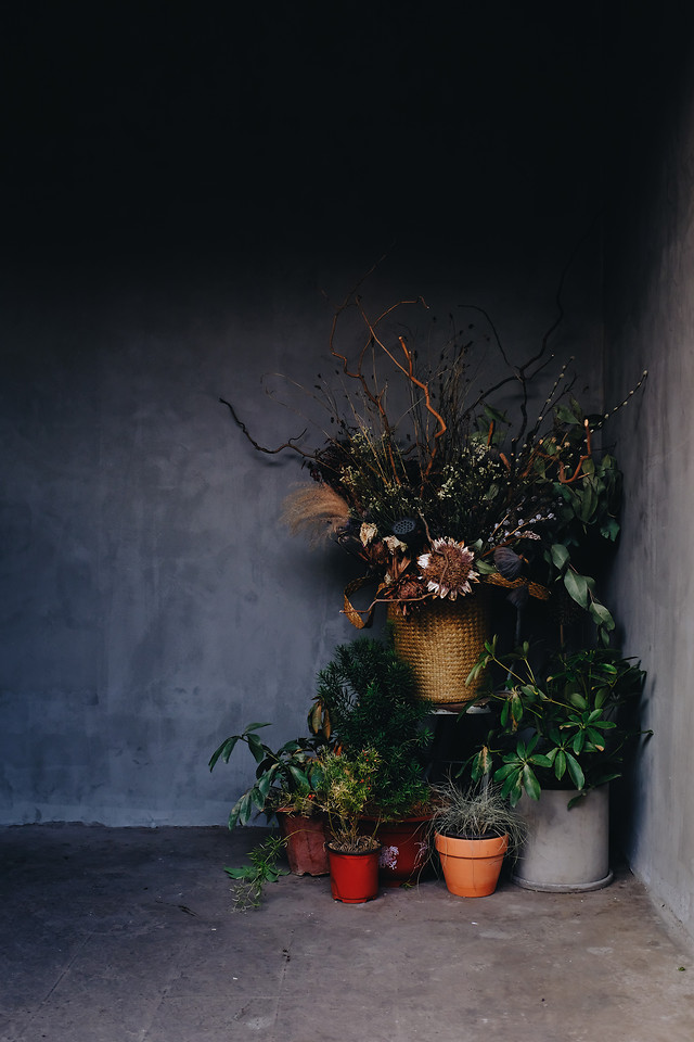 no-person-plant-tree-leaf-flower 图片素材