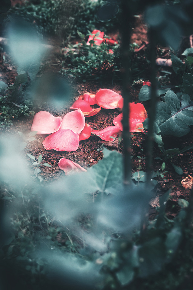 no-person-water-red-nature-pink 图片素材