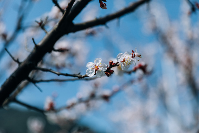 winter-branch-snow-tree-cherry 图片素材