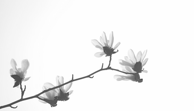 flower-nature-branch-white-black-white picture material