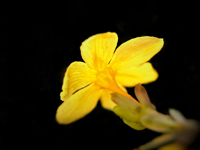 flower-nature-flora-no-person-color 图片素材