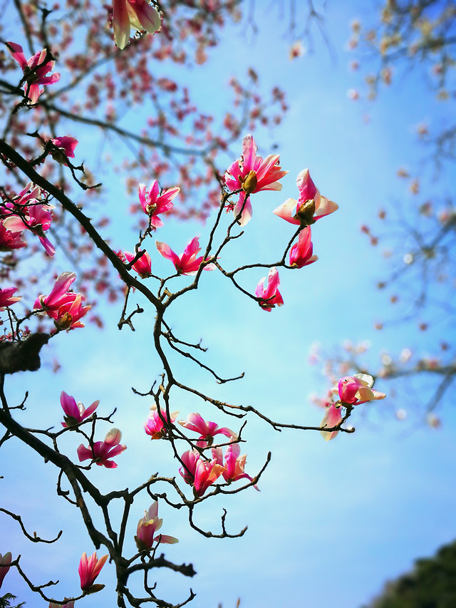 branch-tree-flower-cherry-nature 图片素材