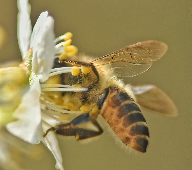 insect-nature-bee-flower-animal picture material