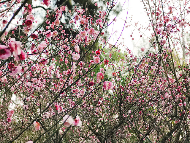 万紫千红总是春 图片素材
