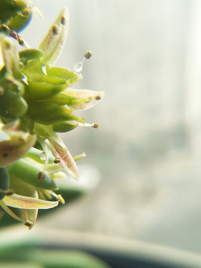 no-person-nature-flower-blur-leaf 图片素材