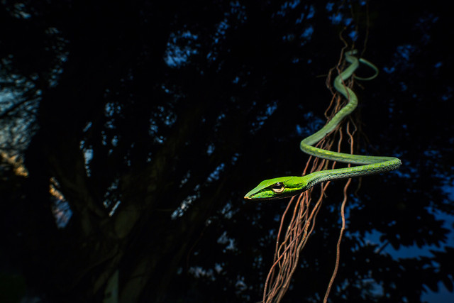 no-person-invertebrate-wildlife-water-nature 图片素材