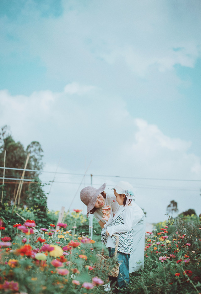 flower-summer-landscape-photograph-outdoors 图片素材