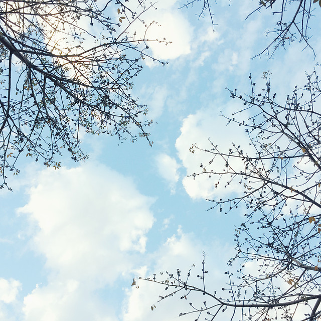 branch-sky-tree-winter-snow picture material