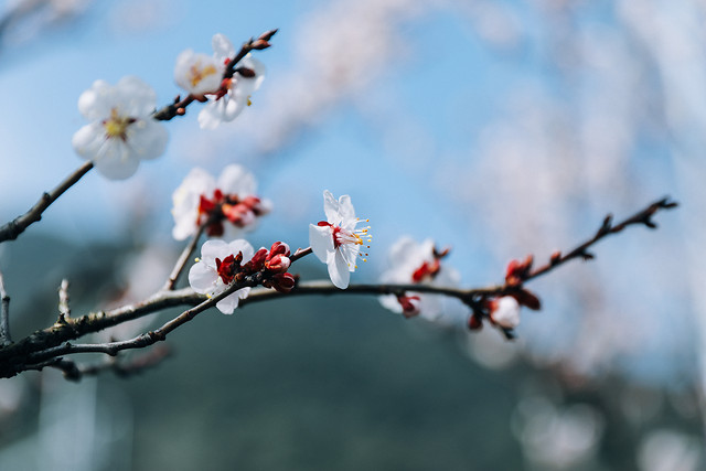 branch-winter-cherry-nature-no-person 图片素材