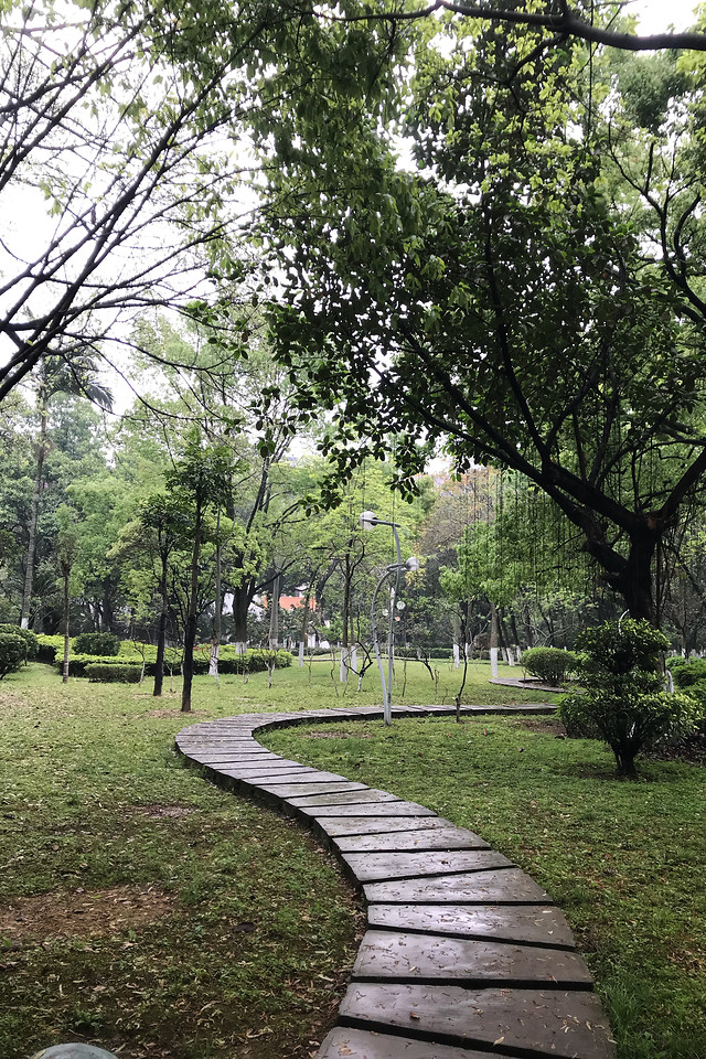 tree-wood-landscape-nature-park 图片素材