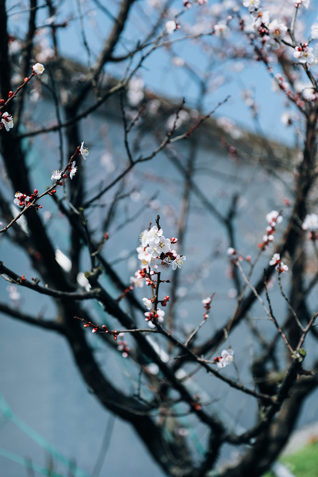 tree-branch-cherry-winter-no-person 图片素材